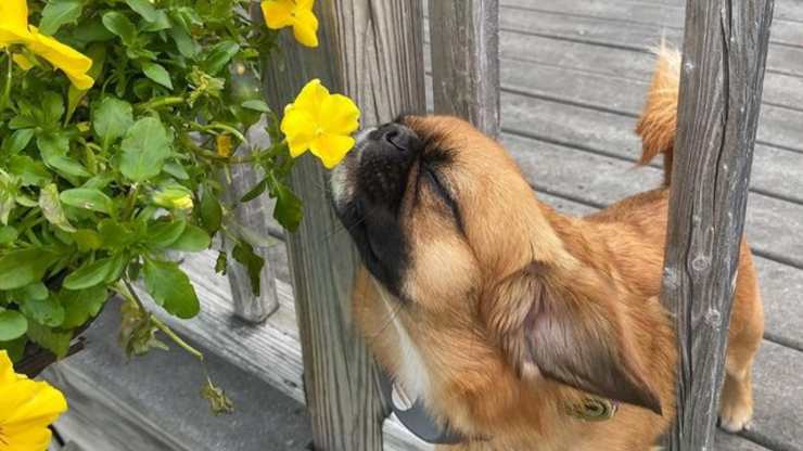 cane annusa fiori