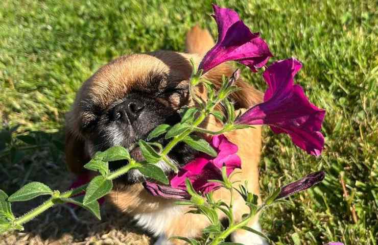 cane piace annusare fiori