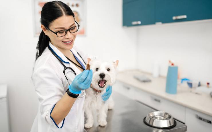 cane dal veterinario