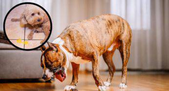 Perché il cane vomita di notte: cause, fattori di rischio e consigli