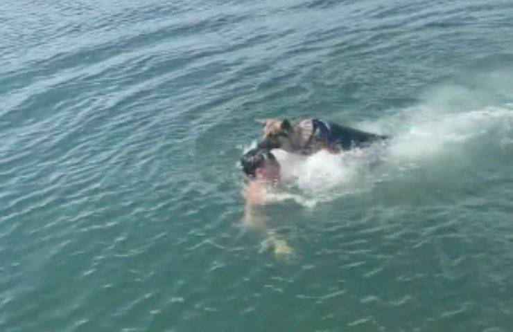 cane recupero acqua nuoto 