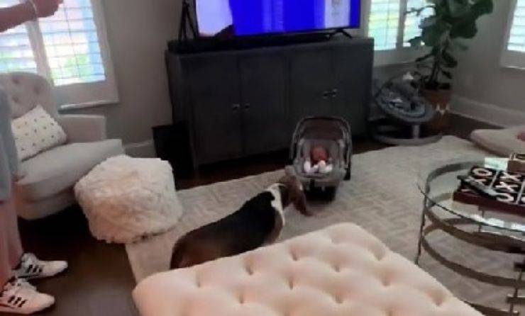 cane Incontra neonato