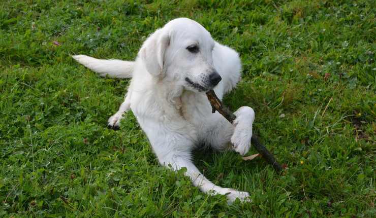 cane con bastone 