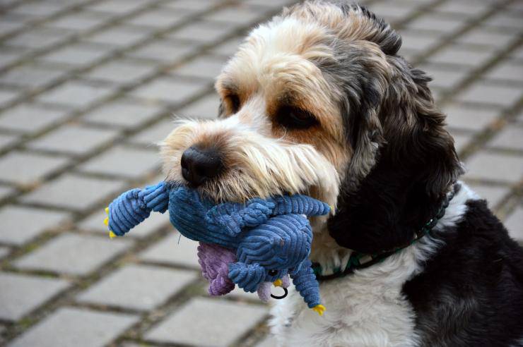 cane con il suo gioco 