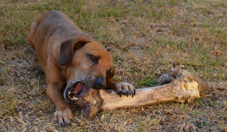 cane rosicchia osso 