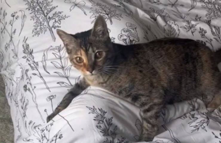 Gatto sul letto 