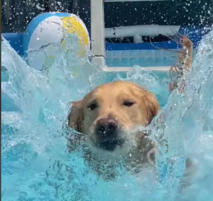 piscina cane bagno video