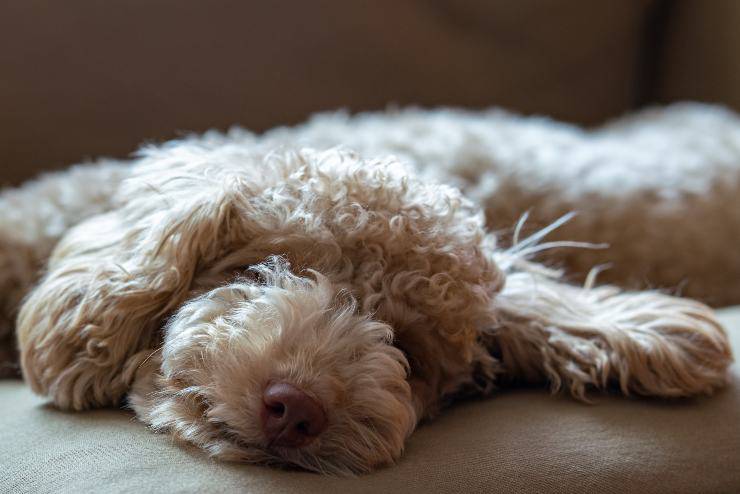 Dove far dormire meglio il cane