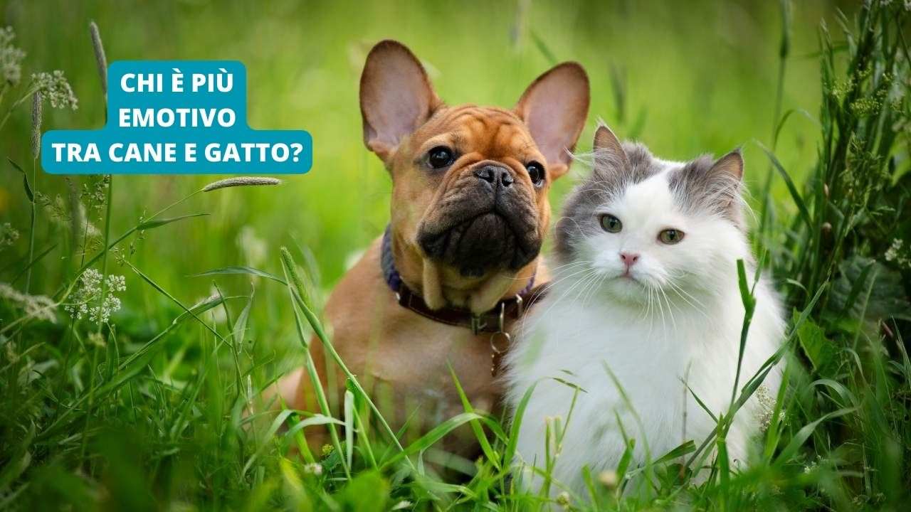 Le Emozioni Degli Animali: Chi è Più Emotivo Tra Cane E Gatto?