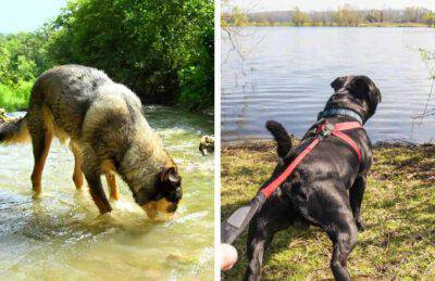 Far Fare Al Cane Il Bagno Al Lago O Al Fiume: Possibili Rischi E ...