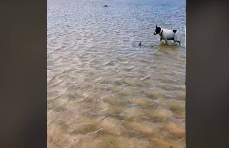 Cucciolo di squalo e cagnolino in riva al mare il video strepitoso