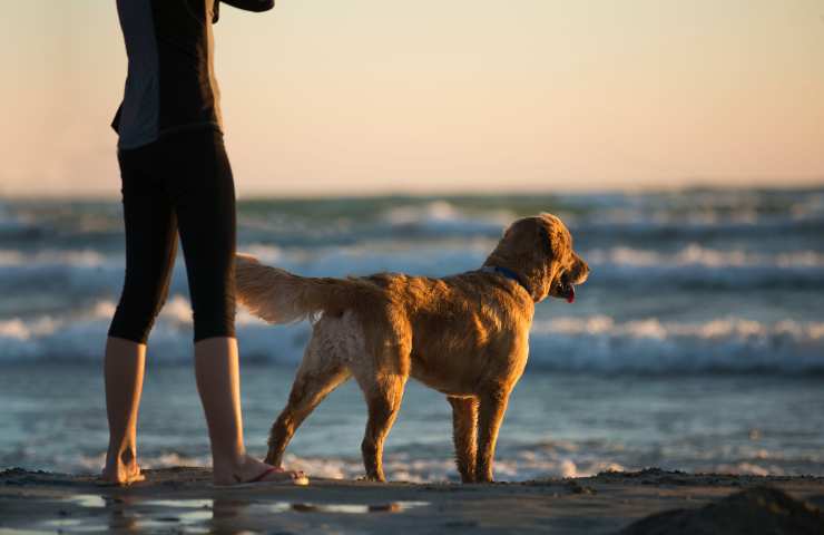 Cane e uomo in spiaggia al tramonto