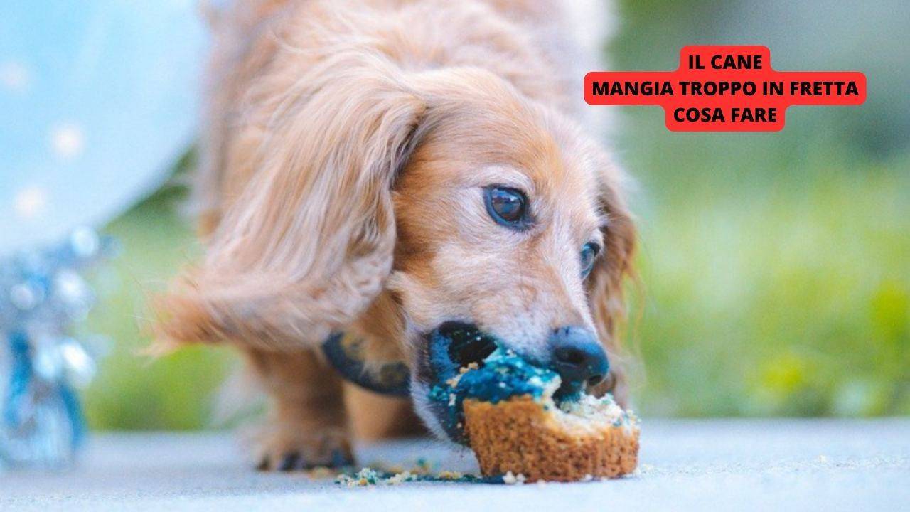 Il Cane Mangia Troppo In Fretta Perché Lo Fa E Come Comportarsi 5875