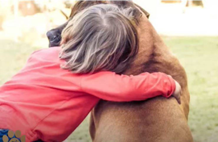 pit bull bimba adottare