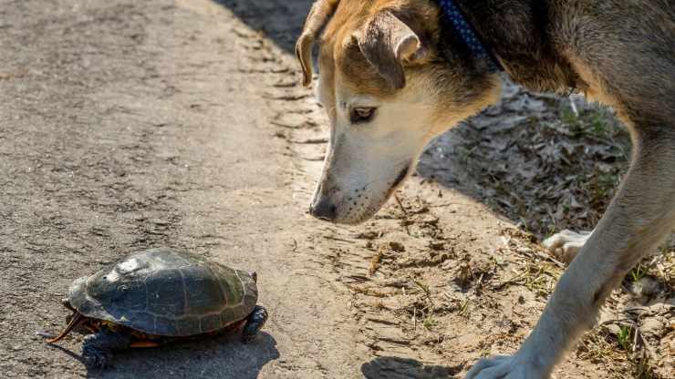 Cane guarda una tartaruga