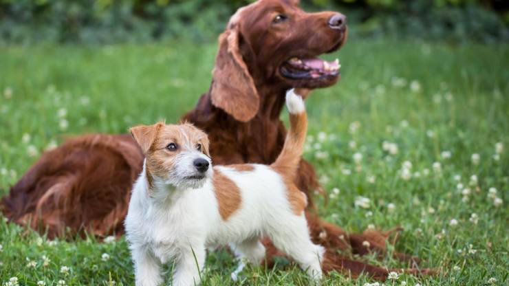 Cane piccolo e cagnolino