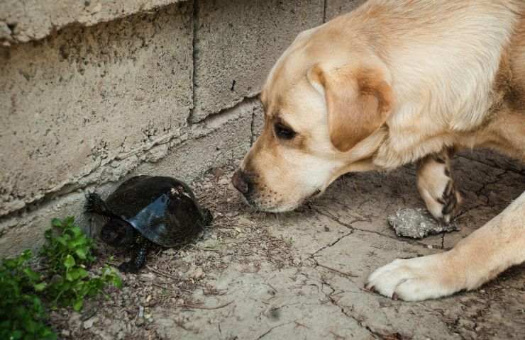 Cane e testuggine