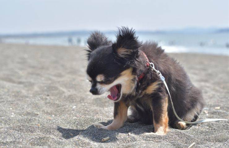 Cane ha difficoltà a respirare 