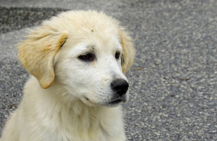 Cucciolo in coma dopo ore di prigionia