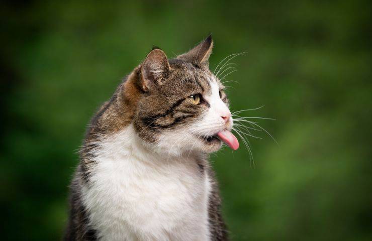 Gatto mostra la lingua