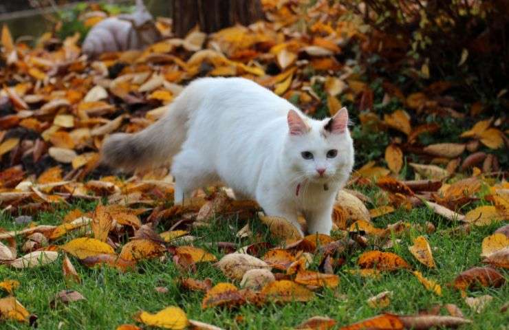 Gatto tra le foglie ad autunno