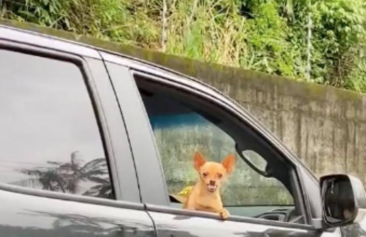 cane sporge finestrino vettura 