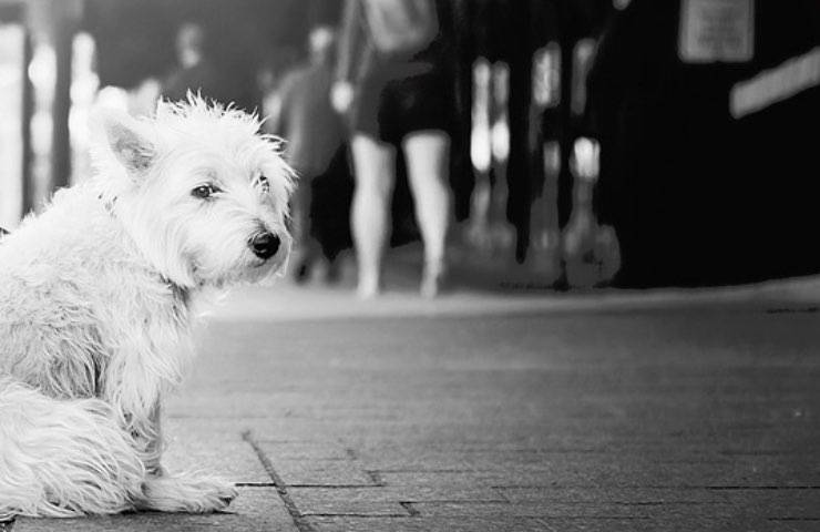 cane folla persone auto 