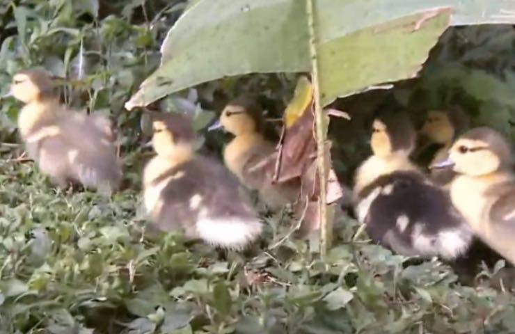 anatroccoli piccoli gruppo unito 