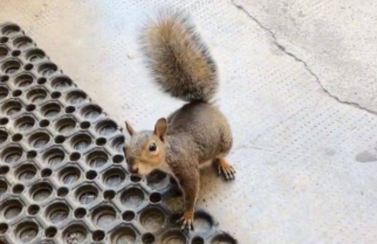 scoiattolo piccolo mammifero saluto 