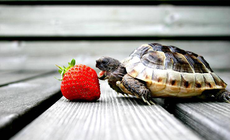 tartaruga e fragola