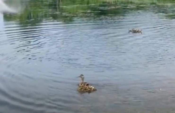 anatroccoli emozionante incontro acqua 