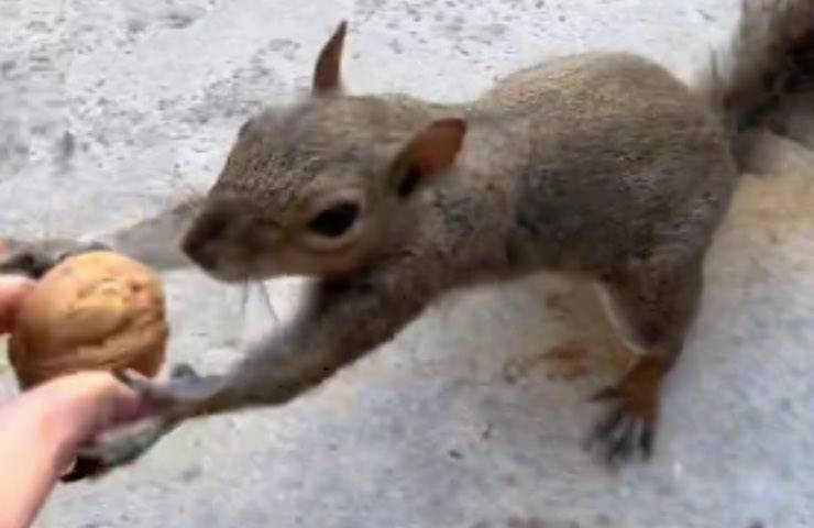 scoiattolo visita giovane donna 