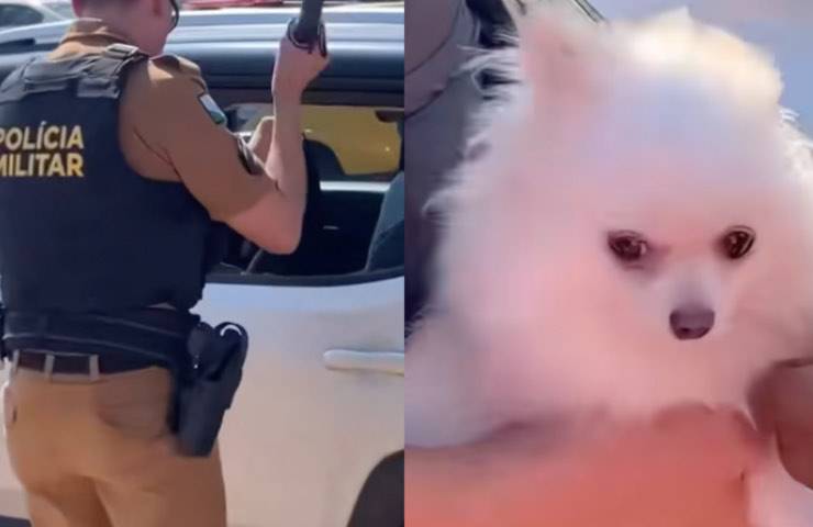 cane Pomerania agenti polizia 