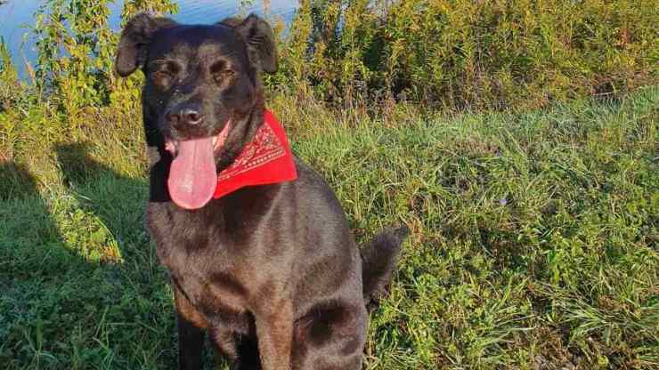 post cane smarrito due anni fa toscana