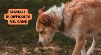 Se noti questo segnale, il tuo cane potrebbe essere in difficoltà: attenzione