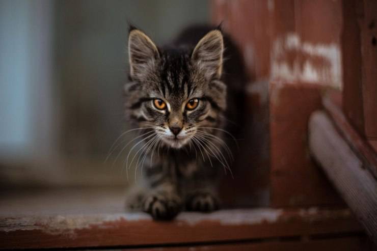 Gatto ha strani comportamenti