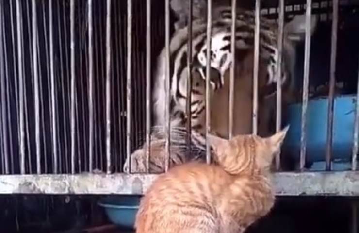 tigre gatto video virale