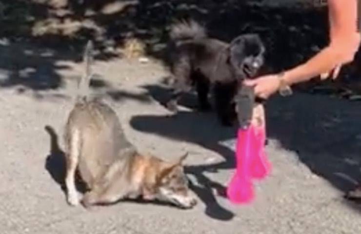 cagnolino seconda possibilità mamma 