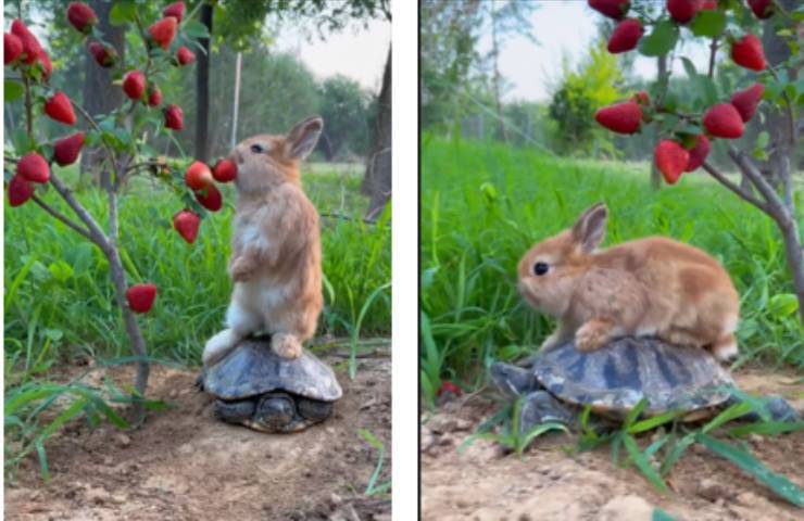 coniglio fragole mangia video