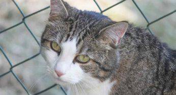 Il gatto ha mangiato un insetto velenoso: cosa rischia e cosa fare immediatamente