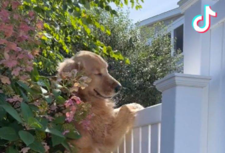 golden retriever cane hamburger