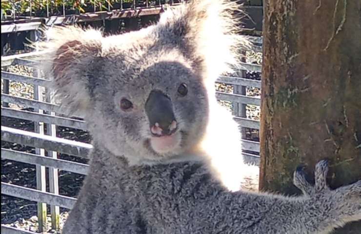 koala piantine claude ruba