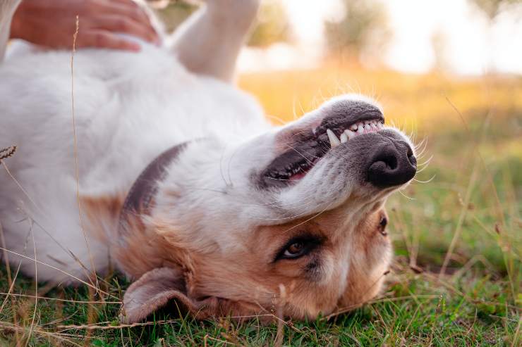 Fido si mette a pancia all'aria