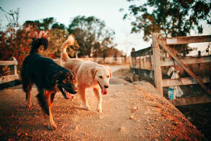 Saper riconoscere le esche avvelenate per Fido