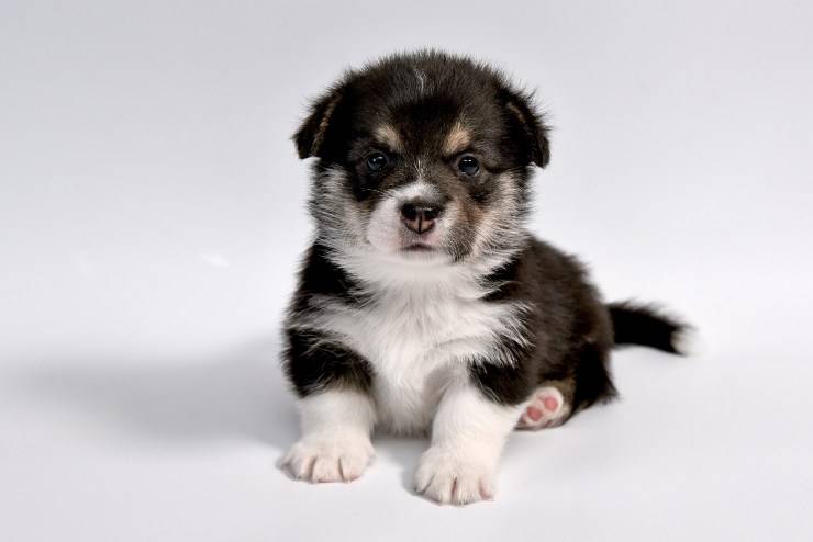 Il comportamento del cucciolo di cane