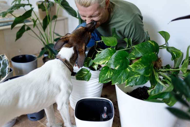 Rieducare il cane adulto