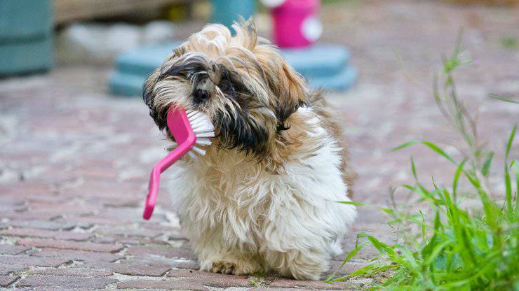 Cane con spazzola in bocca