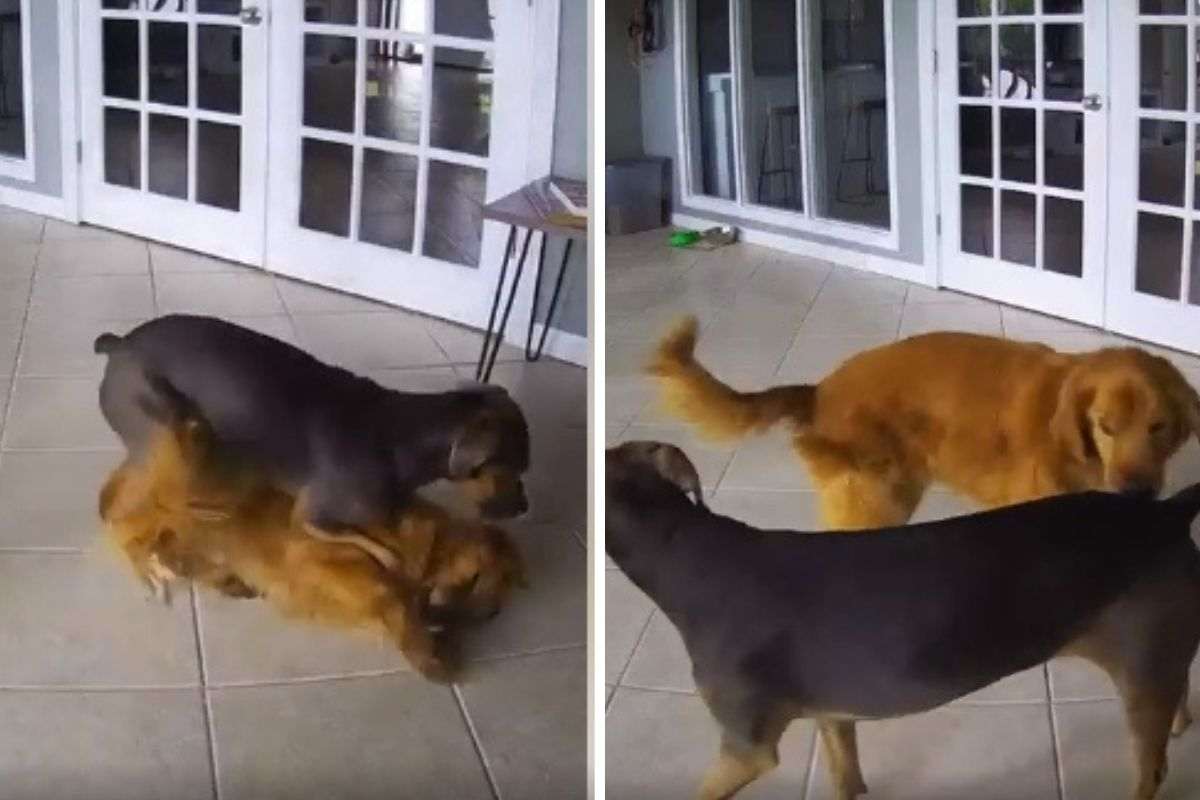 Cane blocca con il corpo un altro cane