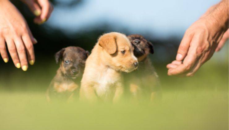 Cuccioli appena adottati