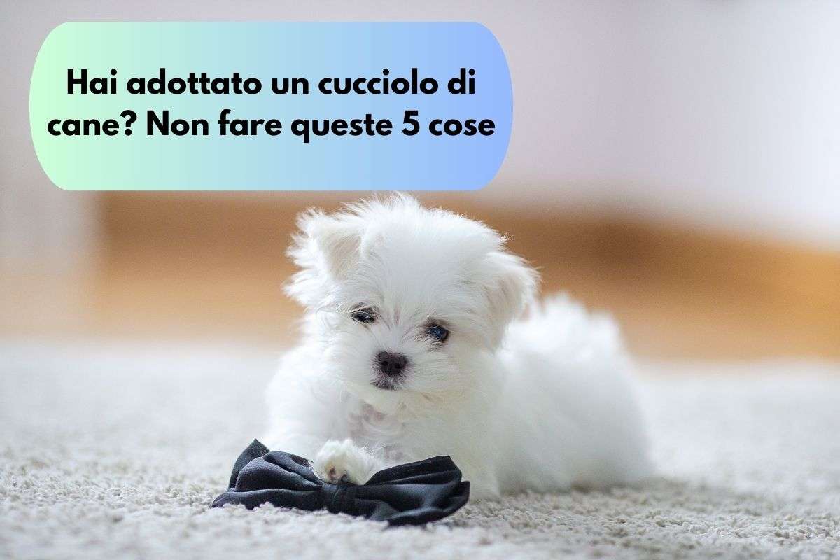 Se hai preso un cucciolo non fare queste cose